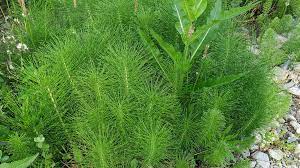 Im teich darf er ja sein, aber andernorts wird er nicht so gerne lästigen schachtelhalm bekämpfen. Ackerschachtelhalm Im Beet Und Rasen Loswerden Ndr De Ratgeber Garten