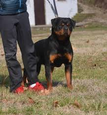 Puppies from champion breeding lines can fetch well over $5,000. Rottweiler Vs German Shepherd Mississippi Rottweilers