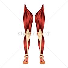 Anatomy of leg and foot human muscular system. Leg Muscles Vector Image 1866277 Stockunlimited