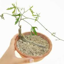 Image result for Cissus crusei