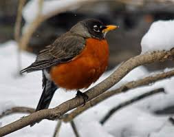 Birds Of Upstate Ny Pin On Birds