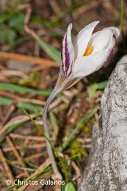 Image result for Afrosolen coeruleus