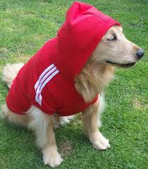 Caminha Para Cachorro Em Formato De Hot Dog Pin Em Roupas De Cachorro Inverno