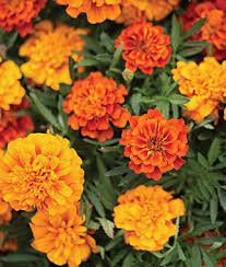 Many lovely annuals are easy to grow. Marigold Triple Treat Marigolds At Burpee Com Seeds Saved Growing Marigolds Plant Guide Plants