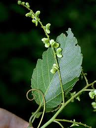 Image result for Gouania