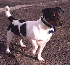 Weight will vary depending on the size of the individual dog. Teddy Roosevelt Terrier Wikipedia
