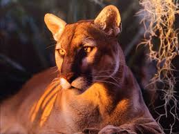 Wildlife Desktop Backgrounds Group 70 Animals wallpapers hd sort wallpapers by: wildlife desktop backgrounds group 70