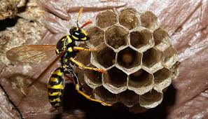 How can i get rid of yellow jackets? Should A Wall Void Yellowjacket Nest Be Removed Colonial Pest Control