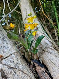 Image result for Polystachya undulata