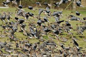 The Wildlife Trusts On Twitter Beautiful Birds All Breeds Of Dogs Animals Friendship