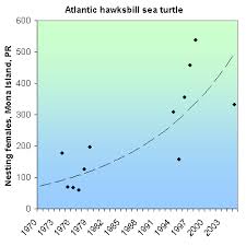 Endangered Species Hawksbill Sea Turtle Cb 2017