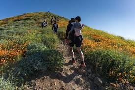 We did not find results for: A Look At The Amazing Poppy Super Bloom In Lake Elsinore Ca Trail To Peak
