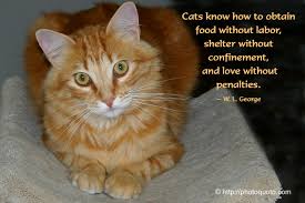 Hope you will enjoy the list, hope it will make you smile too… 1. Quotes About Cat Love 66 Quotes