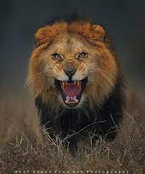 Amazing Photo Of An Angry Lion Just Moments Before It Charged Lions Photos Animals Animals Wild