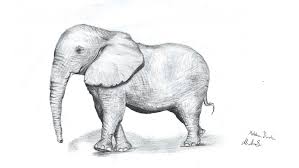 It is only essential to approach the process with attention and accuracy. New Sketch Realistic Elephant High Detailed Steemit