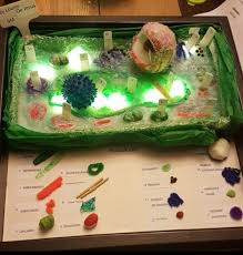 Palasite Cell Model Palisade Cell Cell Model Cell