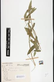 Image result for Crotalaria cylindrocarpa