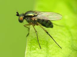 Image result for Dolichopentas