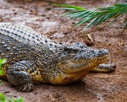 Crocodilo-do-Nilo