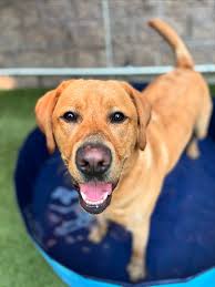 Oakhurst Veterinary Hospital