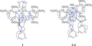 Image result for Uvaria welwitschii