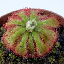 Image result for Drosera natalensis