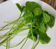 Have you ever seen pegaga leaves. Sweet Home Chefs Daun Pegaga Masak Lemak Centella In Turmeric Coconut Gravy