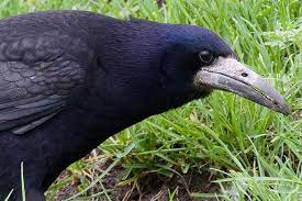 Frugilegus frugilegus in einem breiten. Vogelportrat Saatkrahe Nabu