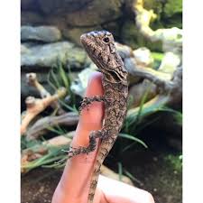 Explore 14 listings for frilled dragon for sale uk at best prices. Frilled Lizards Chlamydosaurus Kingii