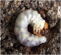 Larve De Lucane Cerf Volant Sous Une Souche De Chene Ravageurs Du Jardin Composteur Jardinage Potager