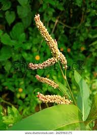 Image result for Persicaria lapathifolia