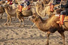 Find stockbilleder af camel taklamakan desert i hd og millionvis af andre royaltyfri stockbilleder, illustrationer og vektorer i shutterstocks samling. Camels In Taklamakan Desert China Stock Photo Image Of Dunhuang Tourist 129572282