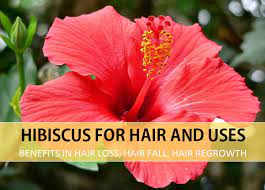 Hibiscus Flower Hindi Best Flower Wallpaper