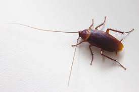 At a plus pest control, we not only service madison—we're part of the local community, so you can be in fact, we stand by our services so much that we offer a worry free guarantee on all of our services—you can trust that pests will stay gone and you will stay satisfied—all at an affordable rate. Pest Control Madison Ms Advantage Pest Services