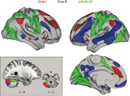 Connectome workbench (herein called 'workbench') is a freely available software platform for visualization and analysis of neuroimaging data. Dissociable Prefrontal Cerebellar Networks Underlying Executive Function Evidence From Resting State Functional Connectivity In The Human Connectome Project Biorxiv