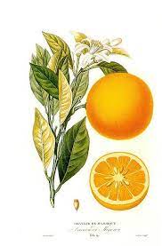 Extracto De Naranja Dulce Citrus Sinensis Dibujos Botanicos Naranja Dibujo Ilustracion Botanica Vintage