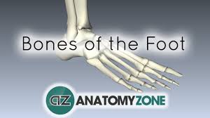 We did not find results for: Bones Of The Foot 3d Models Video Tutorials Notes Anatomyzone