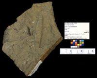 Image result for Rhytachne robusta