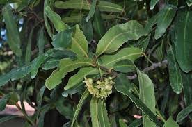 Image result for Brexia