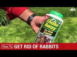 When the rabbits taste or smell the unpleasant substance, they should stop feeding. How To Get Rid Of Rabbits Ace Hardware Youtube