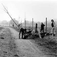 A tree being planted as part of the '7,000 oaks. Http Web Mit Edu Allanmc Www Cookebeuys Pdf