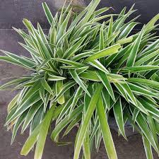Image result for Chlorophytum lancifolium