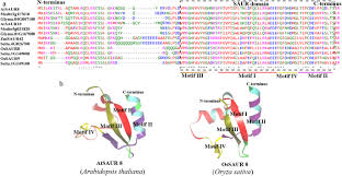 Saur (company) a french utility company. Genome Wide Identification And Characterization Of Small Auxin Up Rna Saur Gene Family In Plants Evolution And Expression Profiles During Normal Growth And Stress Response Bmc Plant Biology Full Text