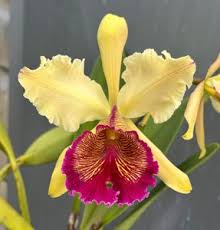 Image result for Cavacoa aurea