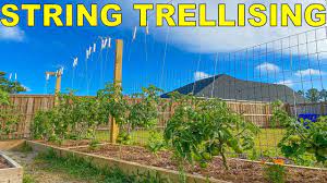 Check spelling or type a new query. The Best Method Of Tying Tomatoes String Trellis Tomatoes Youtube
