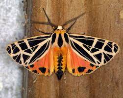 15399 Parthenice Tiger Moth By Jim Kennedy Tiger Moth Moth Beautiful Butterflies