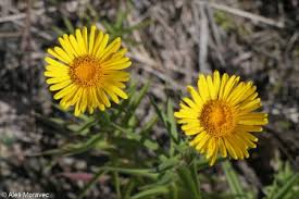 Image result for Inula mannii