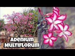 Image result for Adenium multiflorum