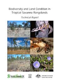 Image result for Emilia tenellula