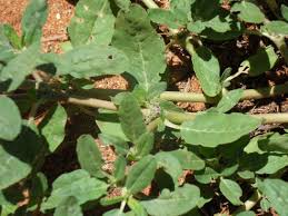 Image result for Pentadiplandra